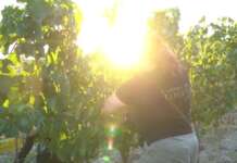 VIDEO/ Cantina del Taburno, il buio protegge le uve e i lavoratori: così parte la vendemmia