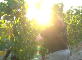 VIDEO/ Cantina del Taburno, il buio protegge le uve e i lavoratori: così parte la vendemmia