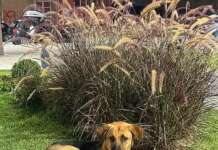 Benevento, il cane vagante e il paradosso delle segnalazioni: ‘spia’ o ‘insensibilità’?