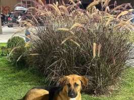 Benevento, il cane vagante e il paradosso delle segnalazioni: ‘spia’ o ‘insensibilità’?