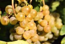 Greco di Tufo, prezzi al ribasso: la CIA sollecita la Regione