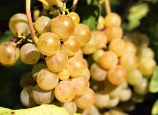 Greco di Tufo, prezzi al ribasso: la CIA sollecita la Regione