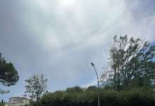 FOTO/ Alberi tagliati e lasciati a seccare: la segnalazione dei cittadini