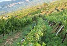 Tromba d’aria e grandine devastano Castelvenere: vigneti distrutti e tetti divelti