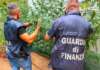 Una piantagione di marijuana nel centro di Benevento: in casa anche armi e cocaina