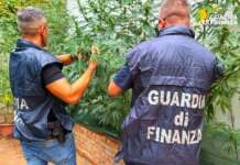 Una piantagione di marijuana nel centro di Benevento: in casa anche armi e cocaina