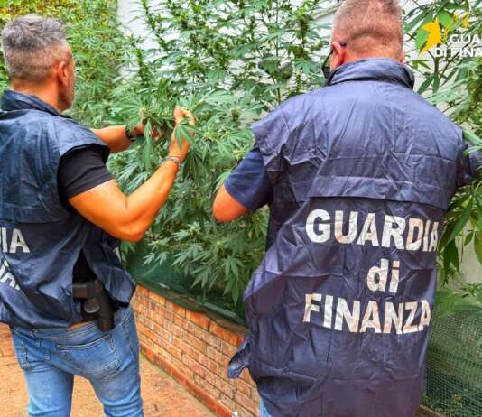 Una piantagione di marijuana nel centro di Benevento: in casa anche armi e cocaina