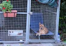 VIDEO- I primi 22 cani tornano a “casa”: ora appello alle adozioni