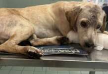Orrore ad Apice, cane trovato in una pozza di sangue: Giotto lotta per la vita Cane agonizzante ad Apice