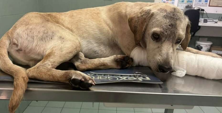 Cane agonizzante ad Apice