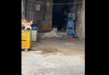 La minaccia col bastone non frena Rizzi: cane salvato in Valle Caudina