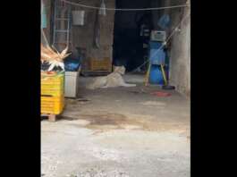 La minaccia col bastone non frena Rizzi: cane salvato in Valle Caudina
