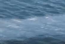 Bagnoli, puzza e chiazze nel mare durante i lavori: scatta l’esposto