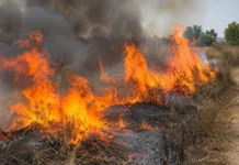 Raggiunto dalle fiamme mentre brucia sterpaglie, 42enne grave