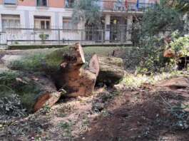 Crolla albero secolare in Villa: la chiusura anticipata ha evitato il peggio