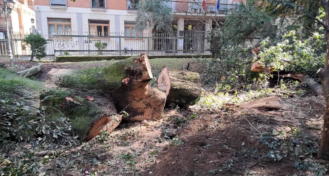 crolla albero secolare in villa la chiusura anticipata ha evitato il peggio da Anteprima24.it crolla albero secolare in villa la chiusura anticipata ha evitato il peggio