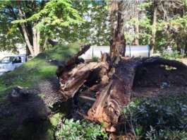 Albero caduto, Legambiente accusa: “Non è un episodio isolato”