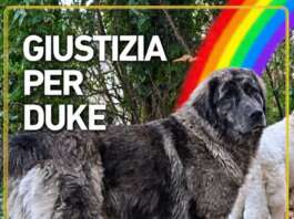Un colpo di pistola spezza la vita di Duke, la protesta arriva in piazza