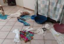 Vivono con 41 cani tra casa e giardino: i familiari lanciano l’allarme, scattano i sequestri