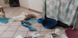 Vivono con 41 cani tra casa e giardino: i familiari lanciano l’allarme, scattano i sequestri