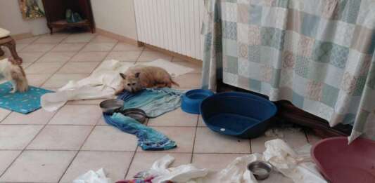 Vivono con 41 cani tra casa e giardino: i familiari lanciano l’allarme, scattano i sequestri