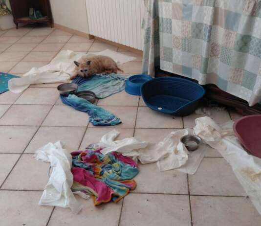 Vivono con 41 cani tra casa e giardino: i familiari lanciano l’allarme, scattano i sequestri