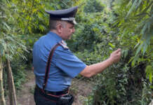 Marijuana per oltre 400mila euro sul mercato dello spaccio: due arresti
