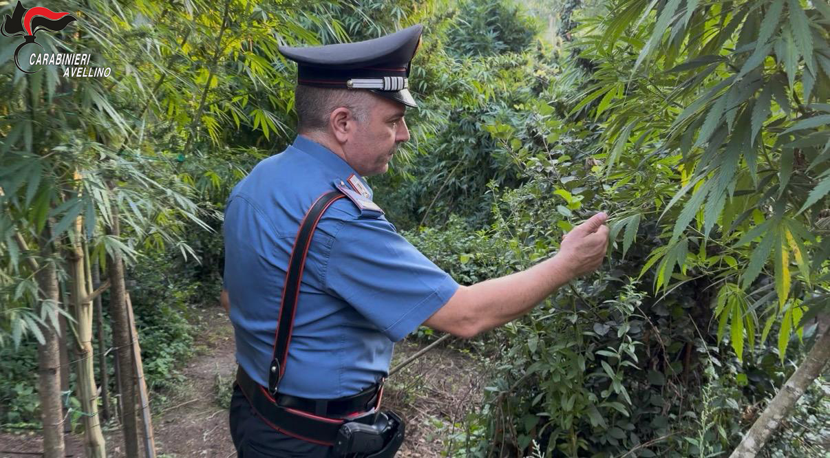 marijuana per oltre 400mila euro sul mercato dello spaccio due arresti da Anteprima24.it marijuana per oltre 400mila euro sul mercato dello spaccio due arresti