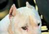 Pitbull con le orecchie tagliate soccorso e sequestrato: denunciato il proprietario