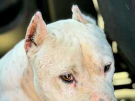 Pitbull con le orecchie tagliate soccorso e sequestrato: denunciato il proprietario
