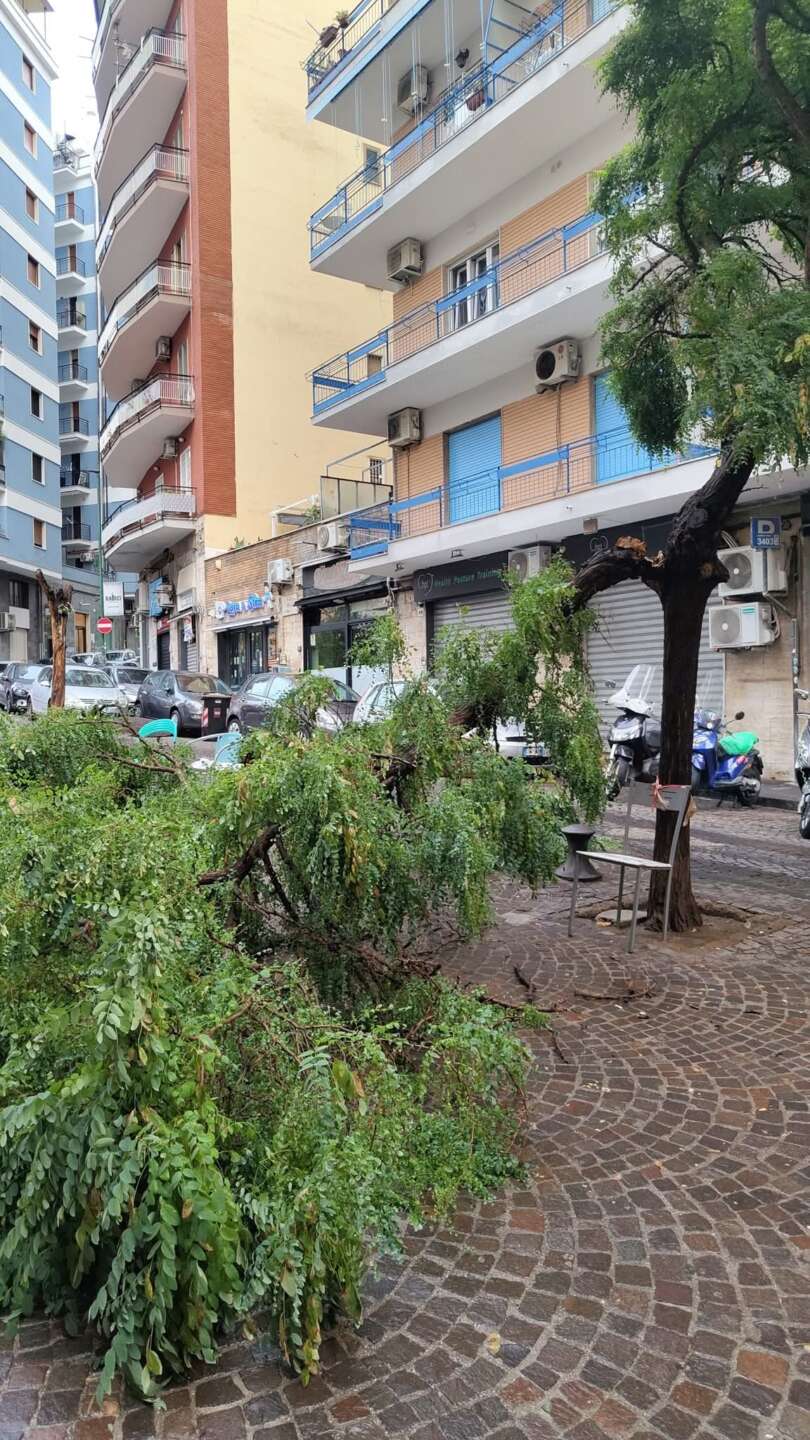 fragilit224 urbana a ogni temporale crolli di alberi nei luoghi pubblici da Anteprima24.it fragilit224 urbana a ogni temporale crolli di alberi nei luoghi pubblici