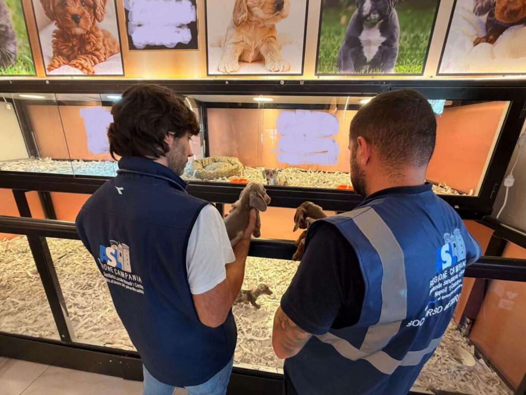 Cuccioli traffico