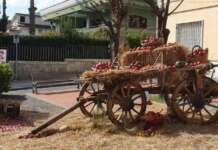 Valle di Maddaloni, torna la storica Festa della Mela Annurca Mela Annurca Maddaloni