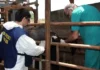 Letame nelle stalle delle bufale, carabinieri sequestrano 349 animali nel Casertano