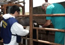 Letame nelle stalle delle bufale, carabinieri sequestrano 349 animali nel Casertano