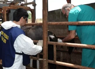 Letame nelle stalle delle bufale, carabinieri sequestrano 349 animali nel Casertano
